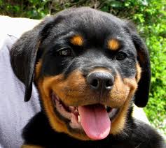Rottweiler Dogs